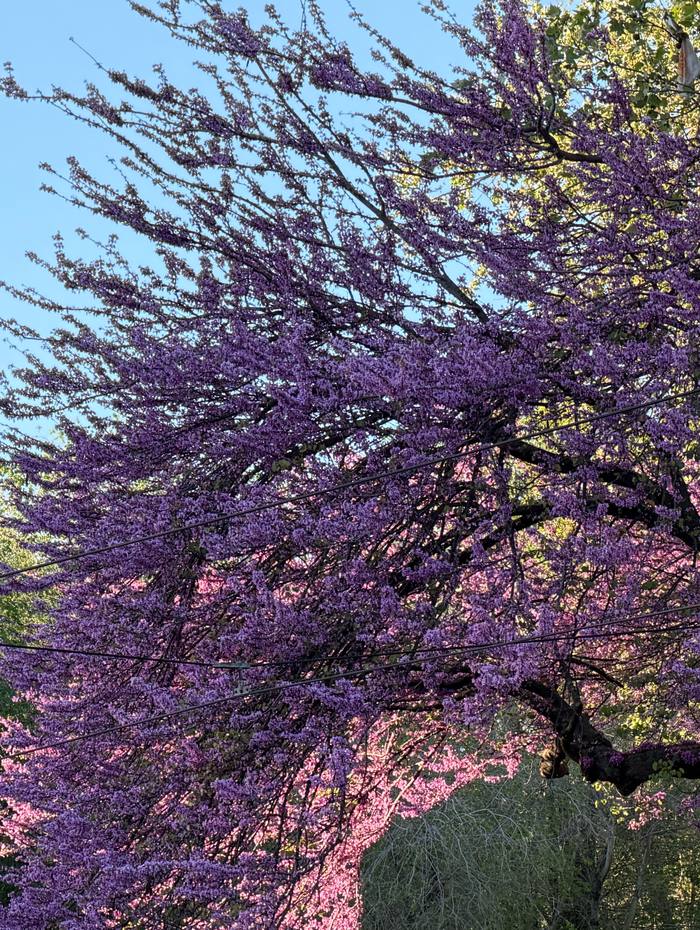 Un albero di Giuda coperto di fiori viola, in primavera