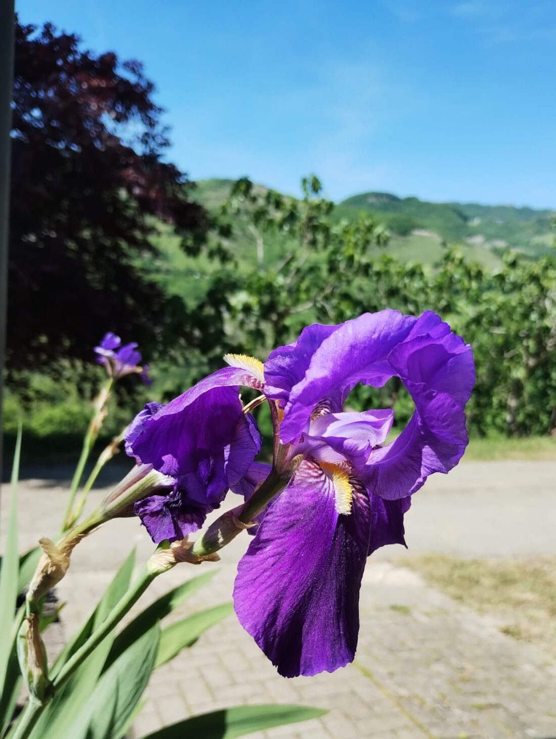 Iris fiorito sulle colline