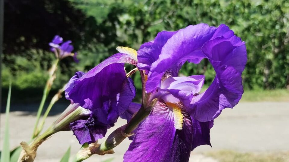 Un iris in fiore davanti alle colline